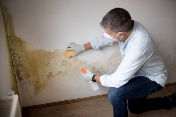 Best Mold Odor Removal Services  in Six Mile, SC
